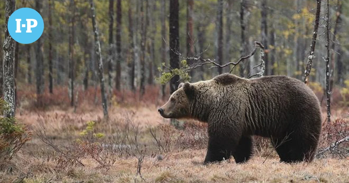 Loukkaantunut karhu liikkuu Alajärven Hoiskossa – Vältä tätä aluetta