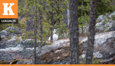 Kotoperäisten, vähenevien eläinten tappaminen on lopetettava