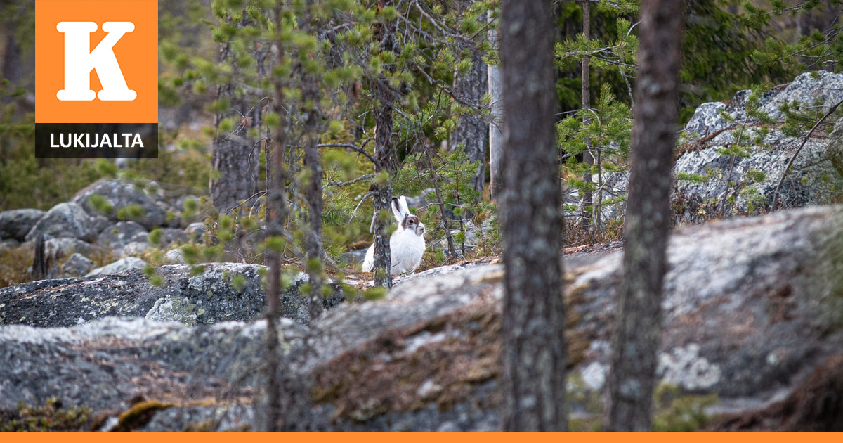 Kotoperäisten, vähenevien eläinten tappaminen on lopetettava