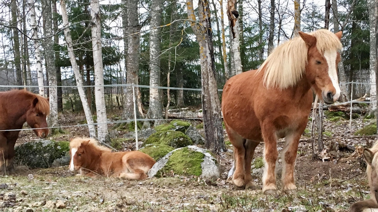 Kerrankos sitä erehtyy. Ruotsalaisnaiset luulivat talviturkin kasvattanutta islanninhevosta karhuksi. Kuvituskuvan talvikarvaiset islanninhevoset eivät liity tapaukseen.