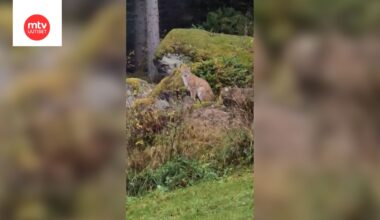 Video: Ilves päivystää Tarun pihapiirissä