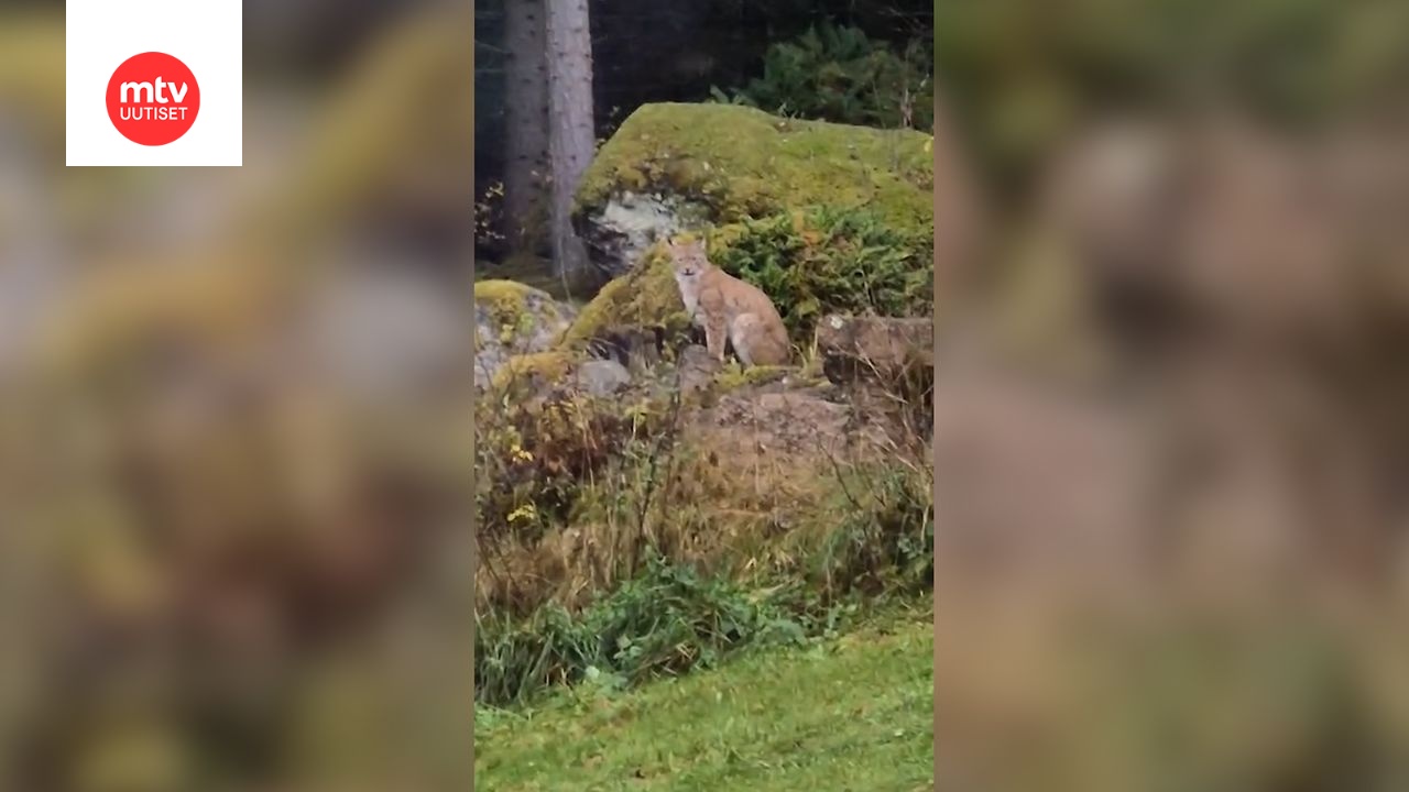 Video: Ilves päivystää Tarun pihapiirissä
