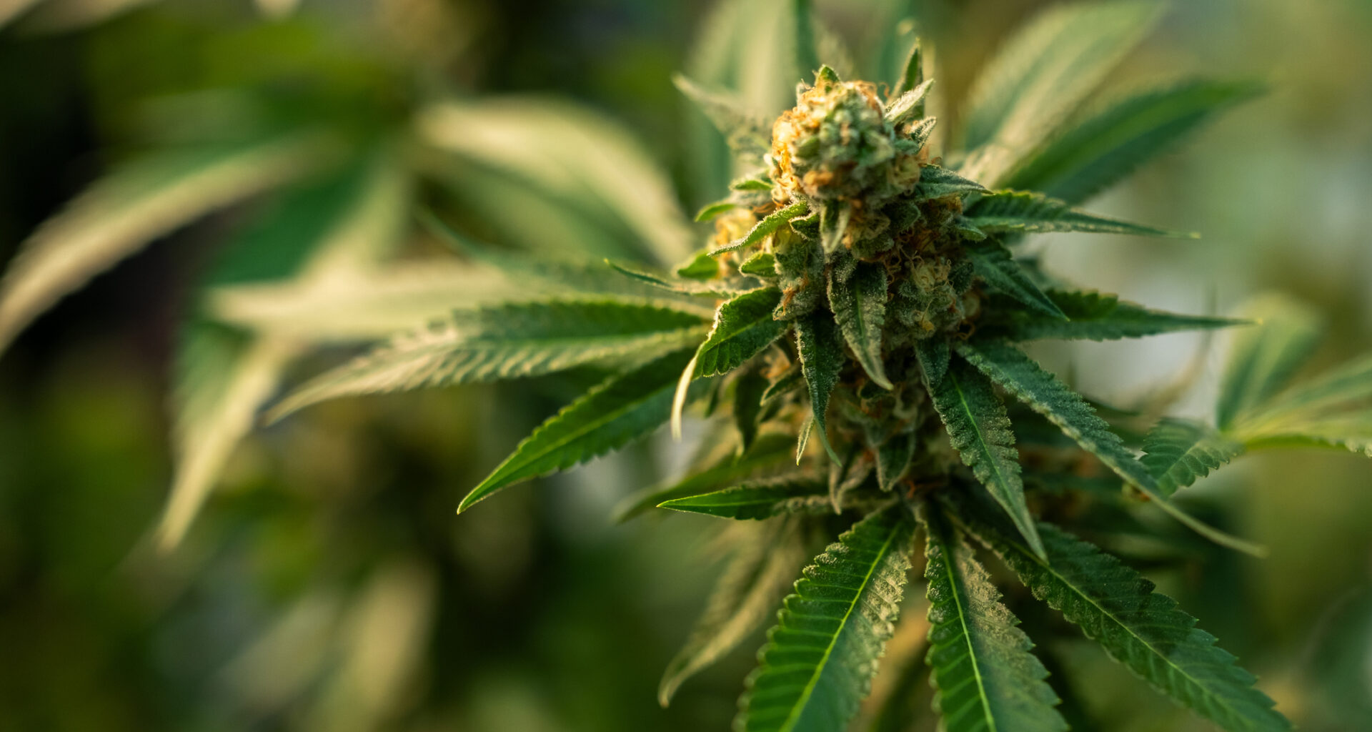 Kannabislääke lievitti selkäkipuja opioideja tehokkaammin "uraauurtavissa" tutkimuksissa