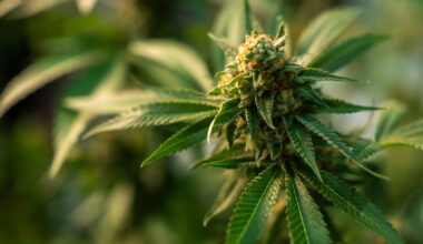 Kannabislääke lievitti selkäkipuja opioideja tehokkaammin "uraauurtavissa" tutkimuksissa