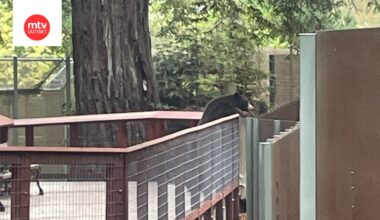 Kalifornialaiseen Sequoia Park Zoohon murtautunut mustakarhu tarkkaili kolmea lajitoveriaan.