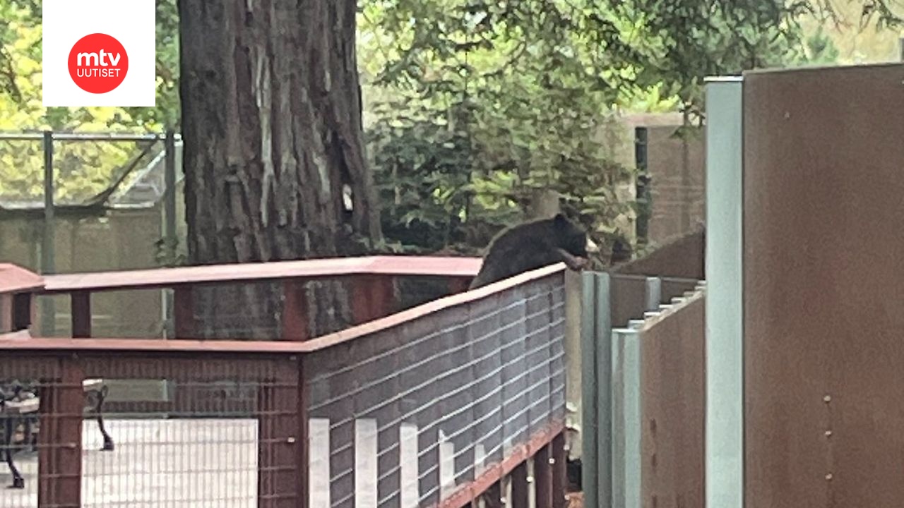 Kalifornialaiseen Sequoia Park Zoohon murtautunut mustakarhu tarkkaili kolmea lajitoveriaan.