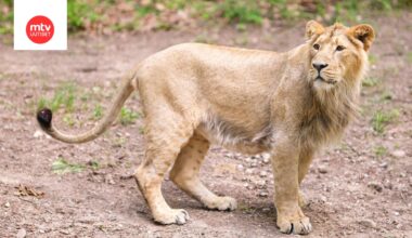 Tältä näyttää Korkeasaaren uusi erittäin uhanalainen leijona