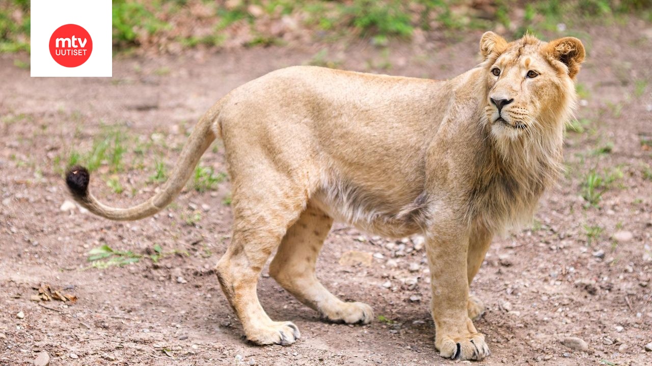 Tältä näyttää Korkeasaaren uusi erittäin uhanalainen leijona