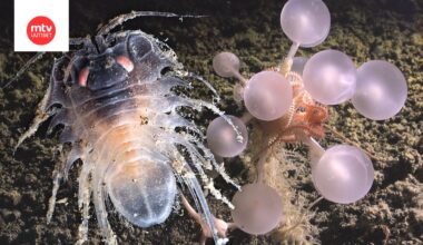 Kuvassa oikealla tieteelle uusi lihaa syövä pesusieni, joka löytyi 3 601 metrin syvyydestä Montagu-saaren itäpuolelta Eteläiseltä jäämereltä.