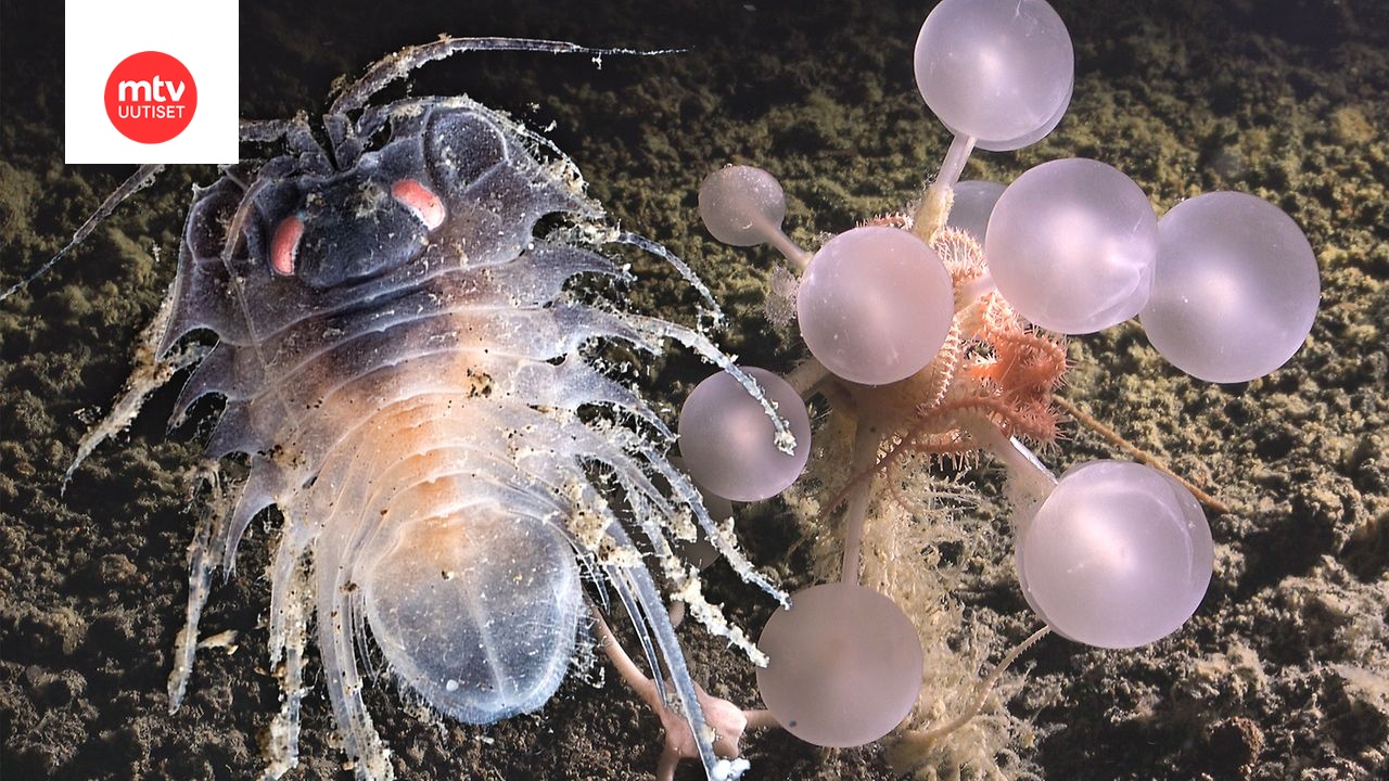 Kuvassa oikealla tieteelle uusi lihaa syövä pesusieni, joka löytyi 3 601 metrin syvyydestä Montagu-saaren itäpuolelta Eteläiseltä jäämereltä.