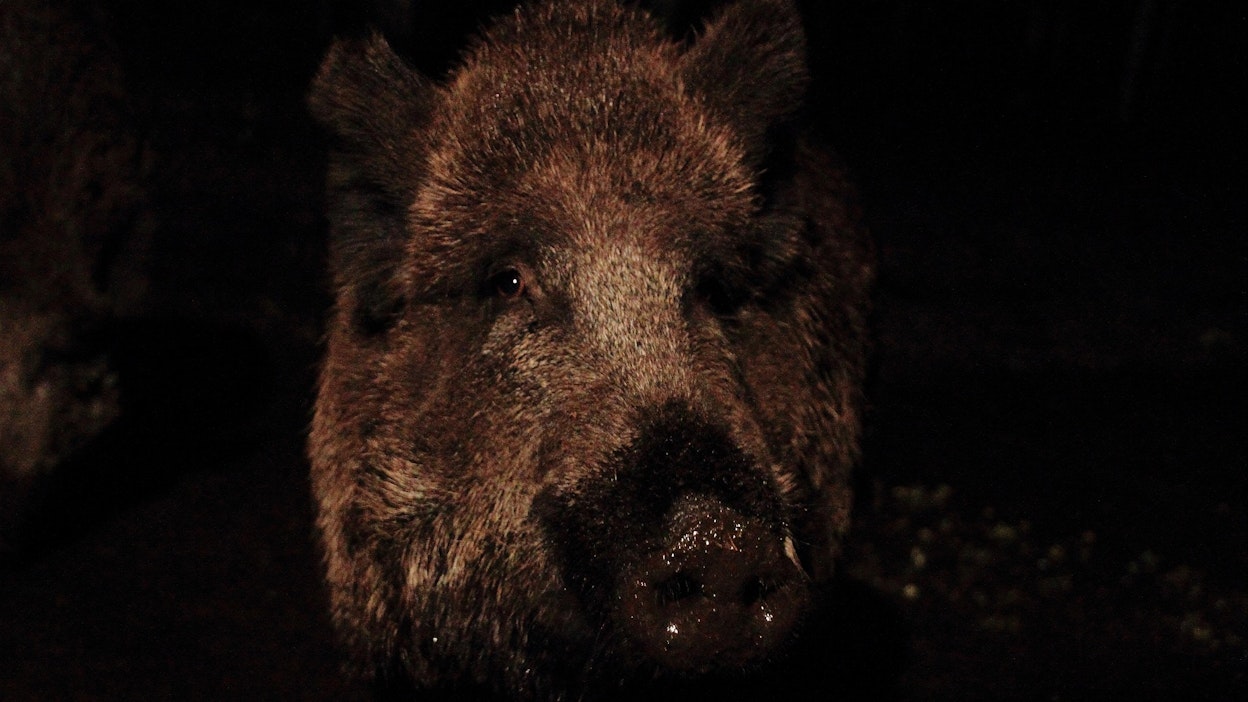 Villsian paino karjuilla on yleensä 50–200 kiloa, emakoilla 35–150 kiloa. Kuvituskuva.