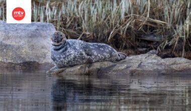 Saimaannorppa Pihlajavedellä toukokuussa 2025.