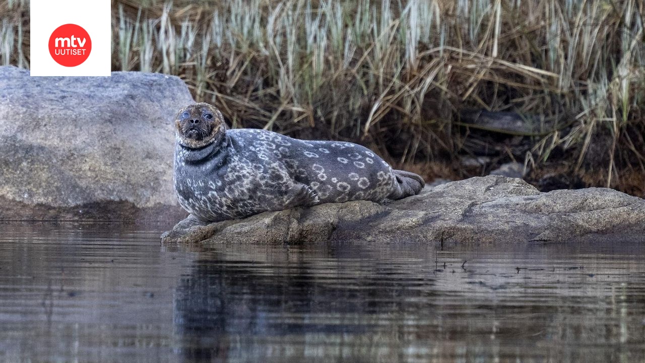 Saimaannorppa Pihlajavedellä toukokuussa 2025.