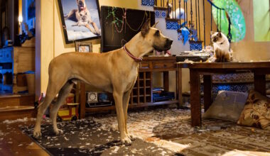 Vielä hetken ilmaiskatselussa: Jättimäinen tanskandoggi pistää Kalifornian sekaisin