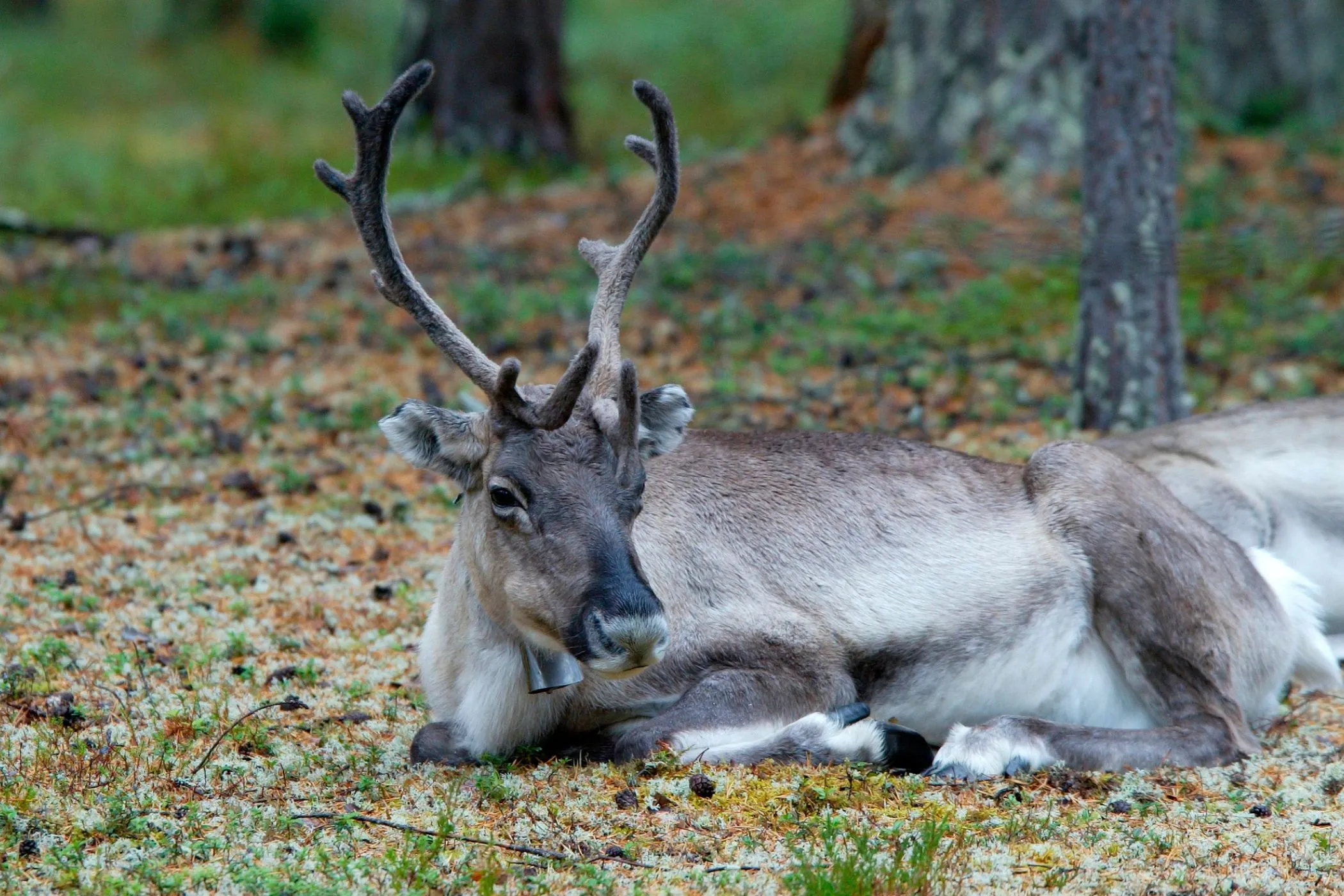 poro kärsii ilmastonmuutoksesta