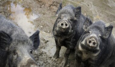 Viron taistelu sikaruttoa vastaan yhä epätoivoisempaa: Nyt epäillään jo Venäjää ja Valko-Venäjää agroterrorismista - Maaseudun Tulevaisuus