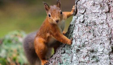 Vesihiihtävä orava ihmetyttää verkossa – video osoittaa erikoisen taidon