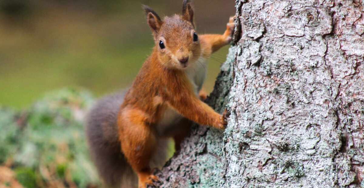 Vesihiihtävä orava ihmetyttää verkossa – video osoittaa erikoisen taidon