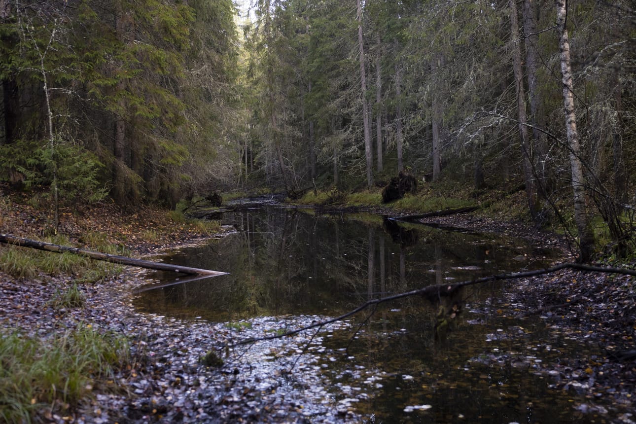 Lampi on matala ja tummavetinen. Se todennäköisesti jäätyy talvella pohjaansa myöten.