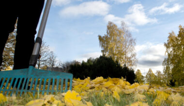 Haravointijätettä voi taas kuskata jäteasemille, mutta luonto kiittää, kun jätät lehdet maahan