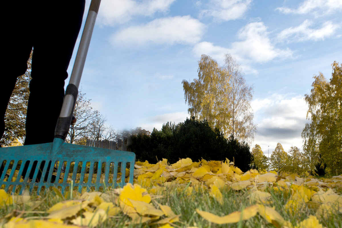 Haravointijätettä voi taas kuskata jäteasemille, mutta luonto kiittää, kun jätät lehdet maahan