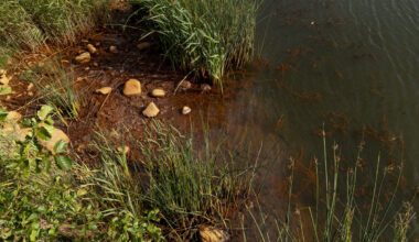 Rusehtava vesi ja kalvot pinnassa – vesinäytteet Naantalissa