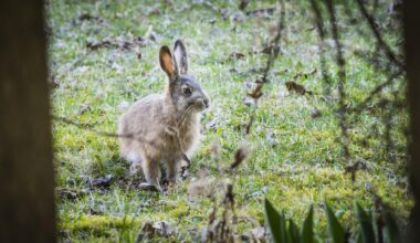 Lukijoilta | Kotoperäisten, vähenevien eläinten tappaminen on lopetettava