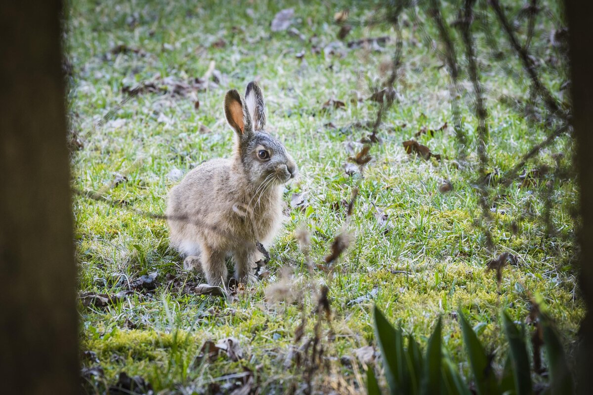 Lukijoilta | Kotoperäisten, vähenevien eläinten tappaminen on lopetettava
