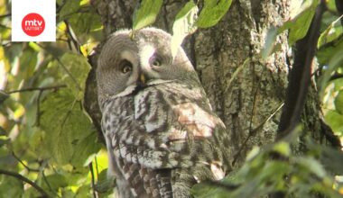 Helsingin keskustaan saapunut lapinpöllö ei ollut moksiskaan lähistöllä ihmettelevästä ihmisjoukosta.