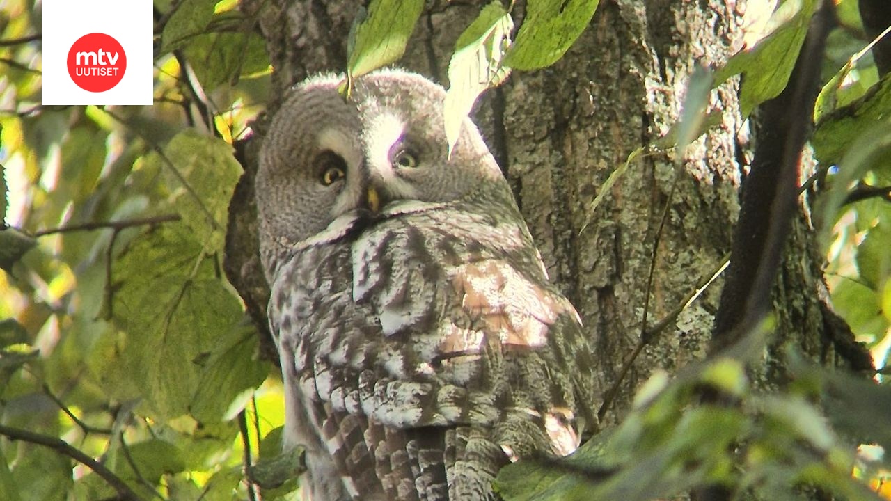 Helsingin keskustaan saapunut lapinpöllö ei ollut moksiskaan lähistöllä ihmettelevästä ihmisjoukosta.