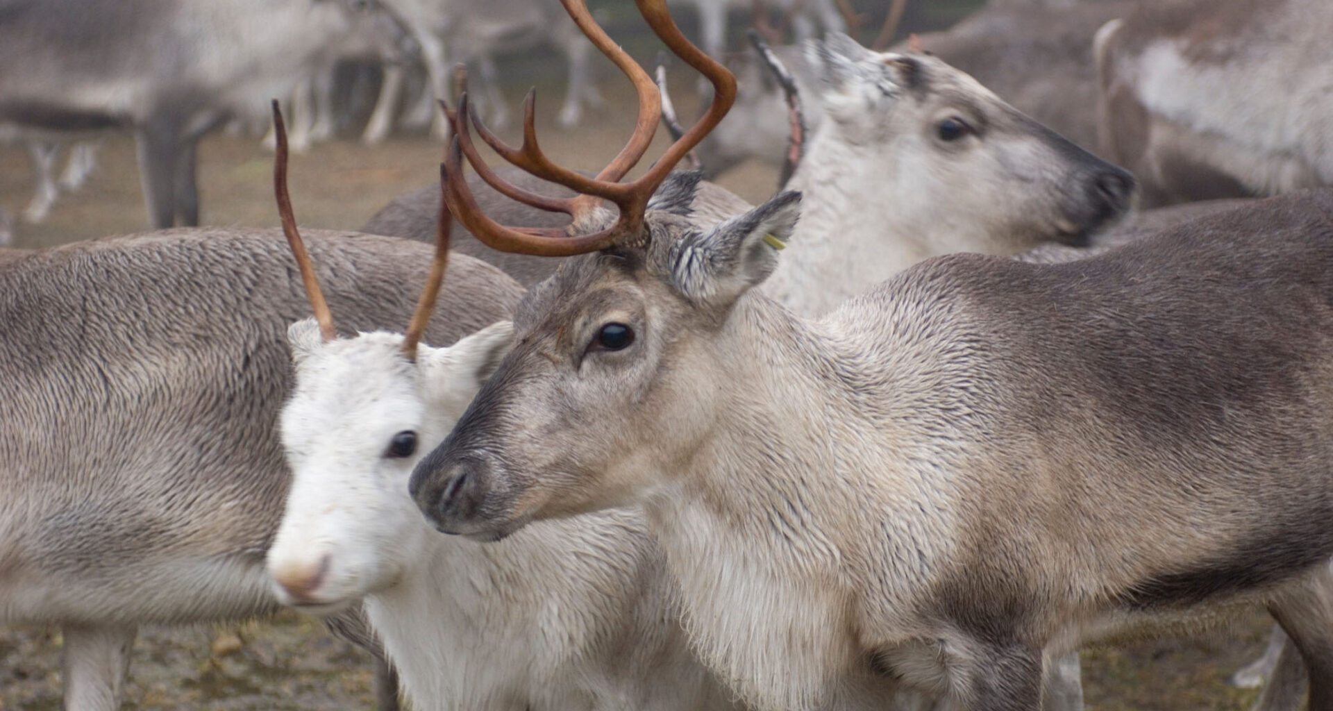 Poro omaa superkyvyn, jota ei ole millään mulla nisäkkäällä