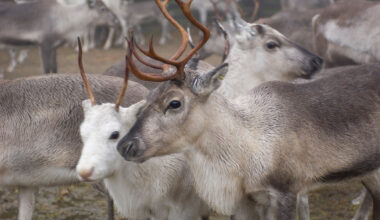 Poro omaa superkyvyn, jota ei ole millään mulla nisäkkäällä