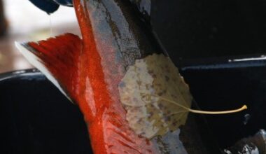 ”Saimaannieriää ei voi enää pitää Suomen uhanalaisimpana kalakantana”