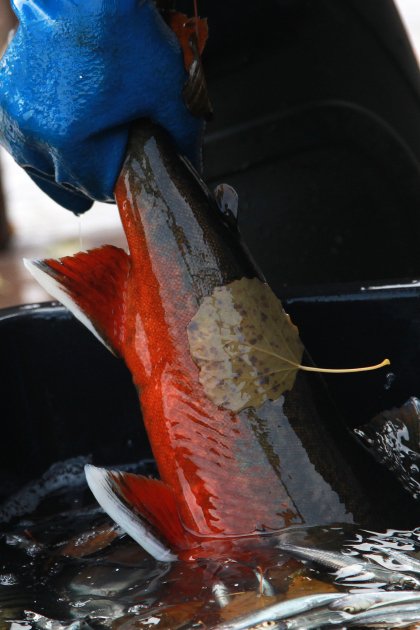 ”Saimaannieriää ei voi enää pitää Suomen uhanalaisimpana kalakantana”