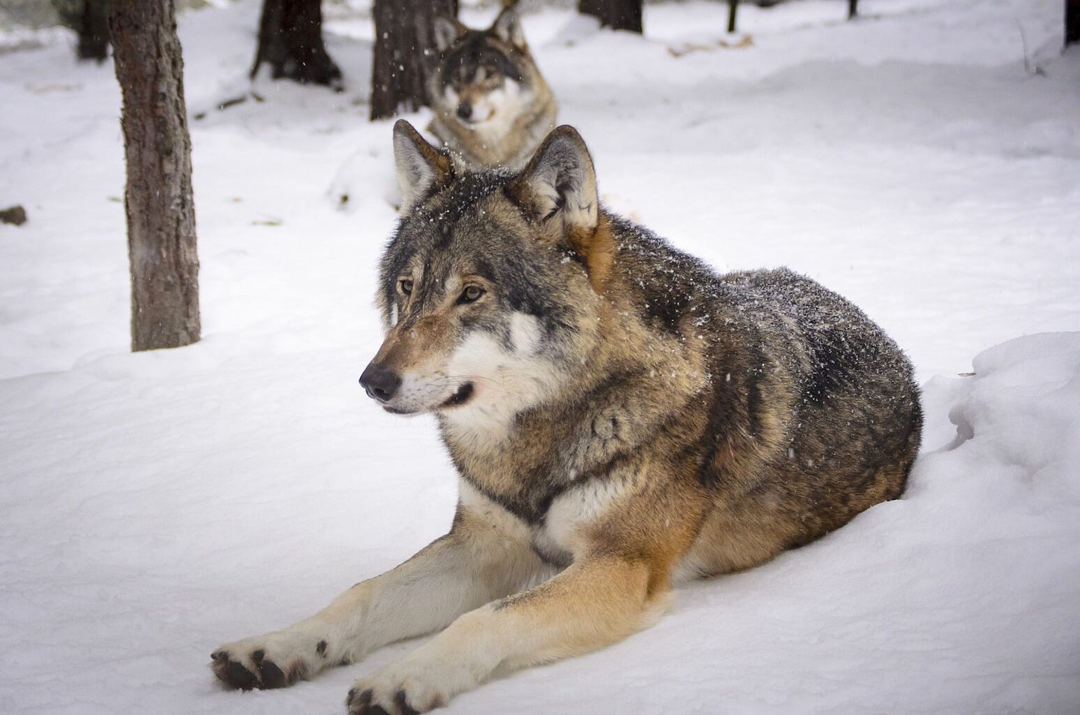 Suomen susikanta kasvaa hallitsemattomasti ja huolestunut kansalainen leimataan “huru-ukoksi” - Alueviesti