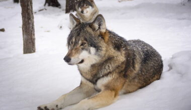 Suomen susikanta kasvaa hallitsemattomasti ja huolestunut kansalainen leimataan “huru-ukoksi” - Alueviesti