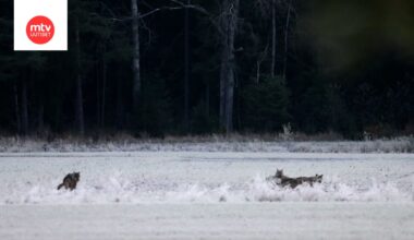 Jouni ikuisti susilauman lumoavalle videolle – yksi susi vastaa luonnon kutsuun