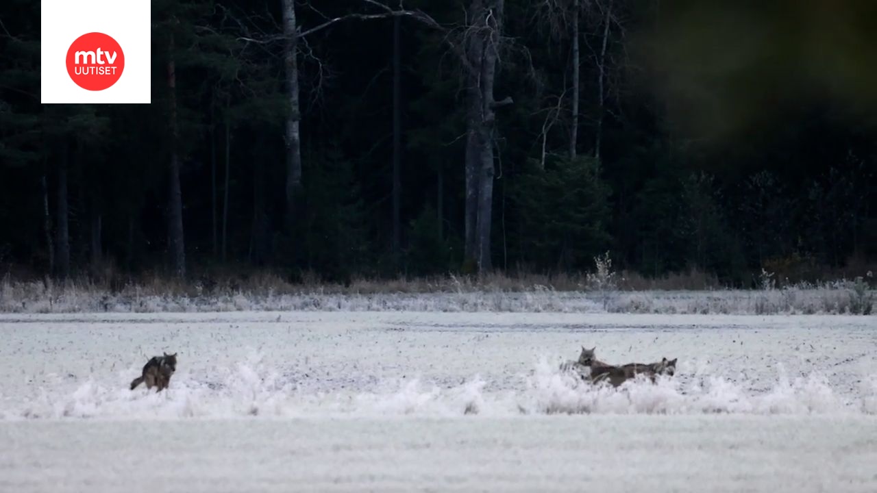 Jouni ikuisti susilauman lumoavalle videolle – yksi susi vastaa luonnon kutsuun