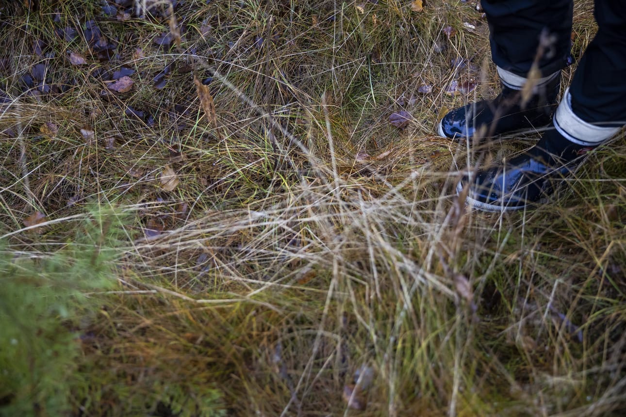 Kuopan kostean pohjan ovat vallanneet sammalet ja heinät.