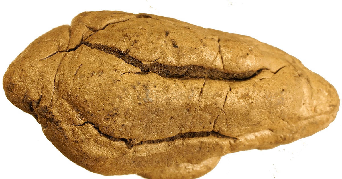 Kivikauden purukumi kertoo sukupuolirooleista | tieku.fi