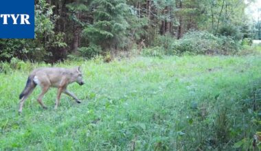 Sastamalan susitilanteesta uutta tietoa – näillä alueilla tehty paljon havaintoja