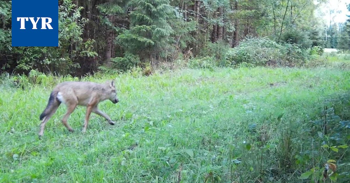 Sastamalan susitilanteesta uutta tietoa – näillä alueilla tehty paljon havaintoja