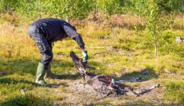 Porohoitoalueella susia ennätysmäärä – Luken kantaennuste ei huomioi Ukrainan sodan vaikutusta, neljä viidestä sudesta tulee Venäjältä
