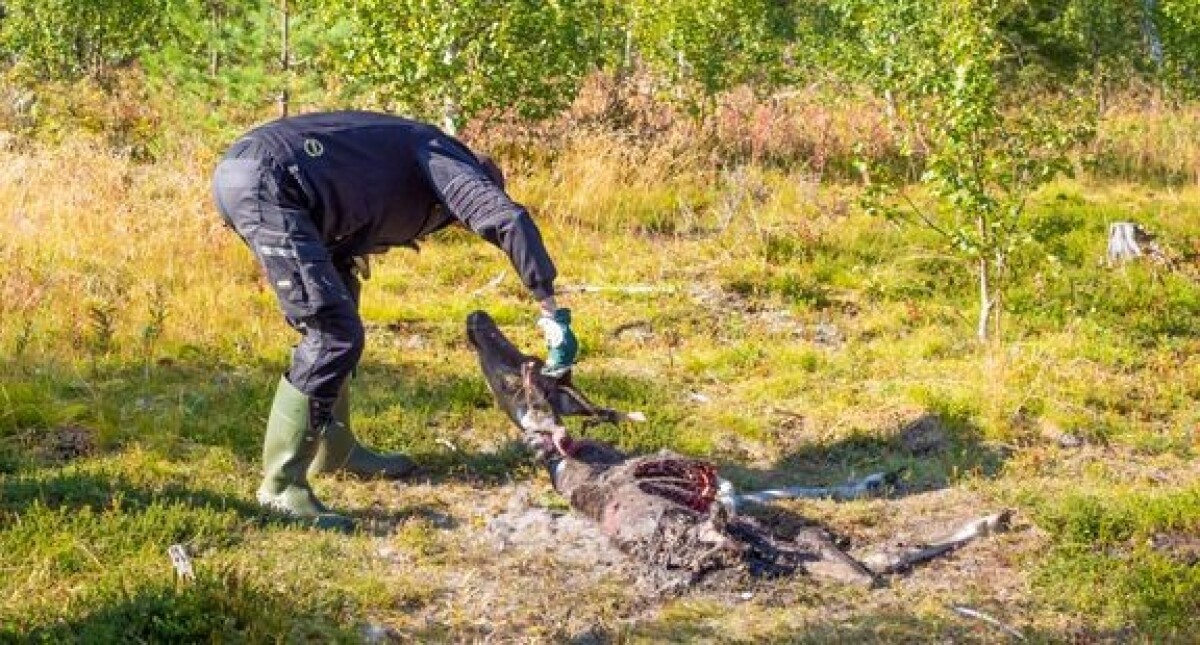 Porohoitoalueella susia ennätysmäärä – Luken kantaennuste ei huomioi Ukrainan sodan vaikutusta, neljä viidestä sudesta tulee Venäjältä