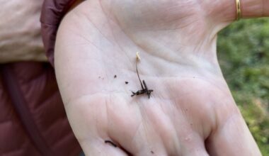 Kansallispuiston kovikset voivat pärjätä myös tulevaisuuden pimeässä ja kosteassa sienten valtakunnassa