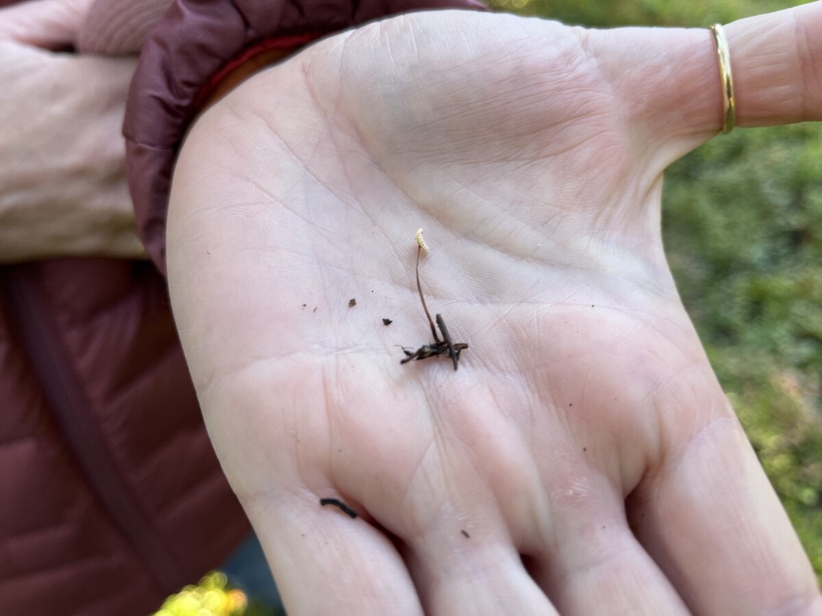 Kansallispuiston kovikset voivat pärjätä myös tulevaisuuden pimeässä ja kosteassa sienten valtakunnassa