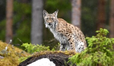 ÖT: Hylätty ilvespentu lopetettiin Pietarsaaren keskustan läheisyydessä