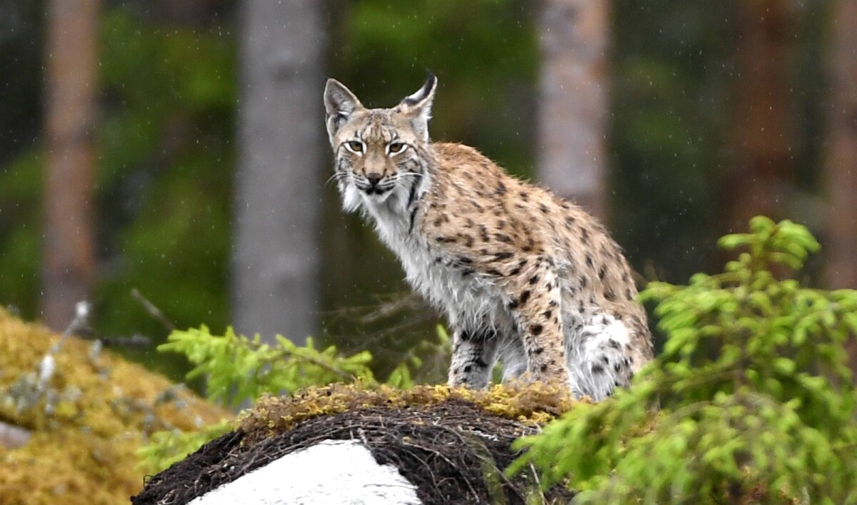 ÖT: Hylätty ilvespentu lopetettiin Pietarsaaren keskustan läheisyydessä