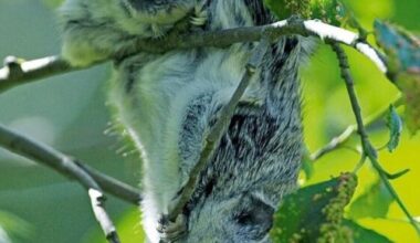 Liito-oravien määrä romahti Pietarsaaressa – Kantaa uhkaavat lukuisat tekijät