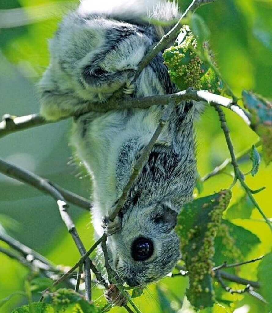 Liito-oravien määrä romahti Pietarsaaressa – Kantaa uhkaavat lukuisat tekijät